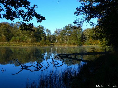 La cour des bois - 72